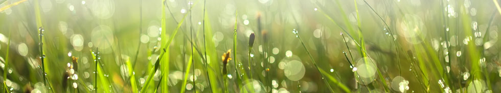 Dewy grass