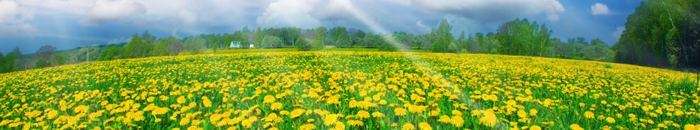 Buttercup field